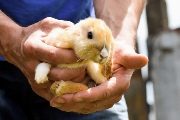 Bunny in male hands — Stock Photo, Image