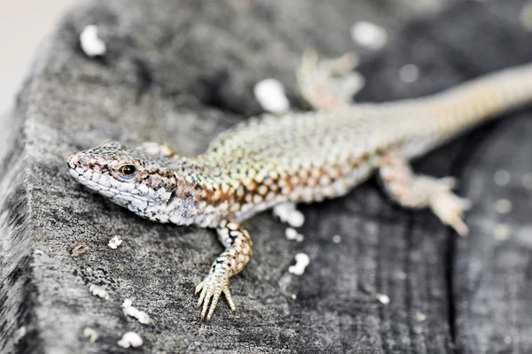 Lézard — Photo