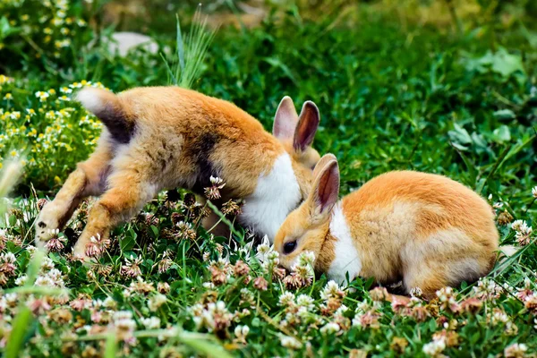 Dois coelhos na grama — Fotografia de Stock