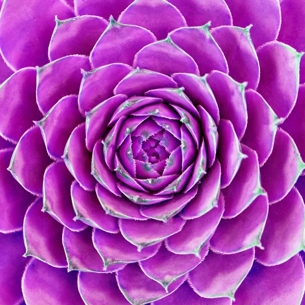 Flor púrpura —  Fotos de Stock