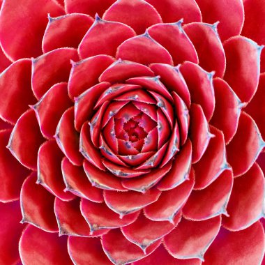 güzel bir kırmızı çiçek