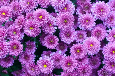 Güzel Mor Çiçekler