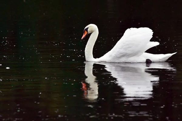 Svan på floden — Stockfoto