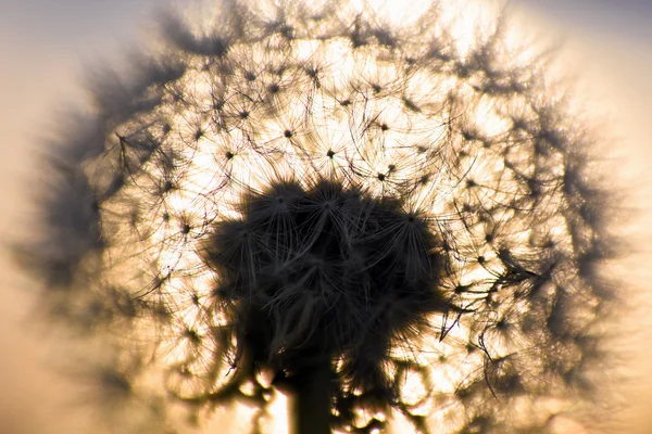 Dandelion in autumn — Stock Photo, Image