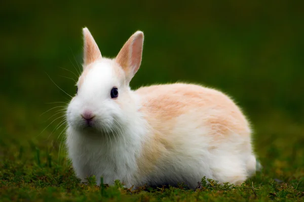 Bunny v trávě — Stock fotografie