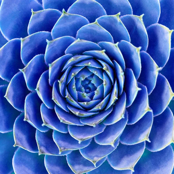 Absztrakt kék virág — Stock Fotó