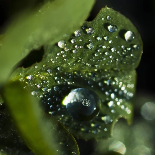 Vattendroppar på blad — Stockfoto