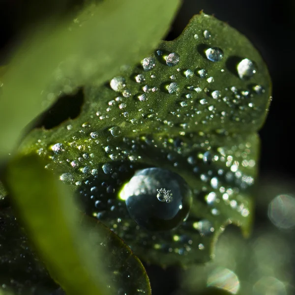 Gouttes d'eau sur la feuille — Photo