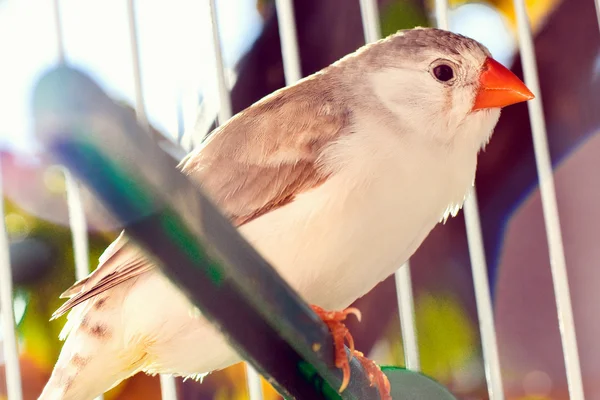 Fringuello in gabbia — Foto Stock