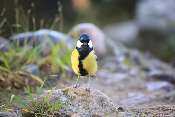 Tomtit velké foto — Stock fotografie