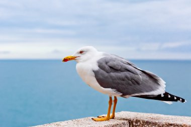 Monako bağlantı noktasının bir çatı martı maliyetlerinde