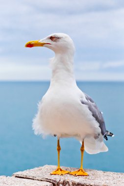 Monako bağlantı noktasının bir çatı martı maliyetlerinde