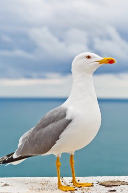 Monako bağlantı noktasının bir çatı martı maliyetlerinde