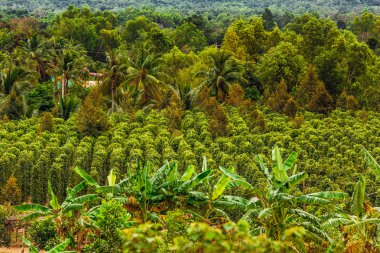 Yolun Duongdong town, Phuquoc Adası, Vietnam yakınındaki Suoi Da Ban şelale