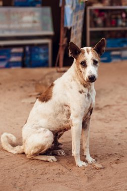 Siemreap Town, Vietnam road yakınındaki üzücü köpek oturmak
