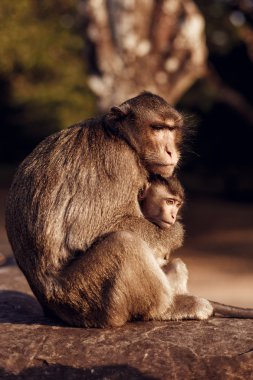 Angkor Wat, Kamboçya'da iki maymun