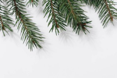 Close up of fir tree branch isolated on white, copy space