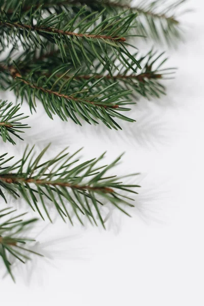 Close Fir Tree Branch Isolated White Copy Space — Stock Photo, Image