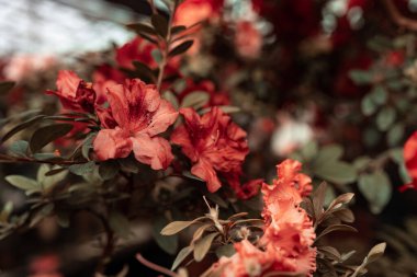 Bahçedeki kırmızı çiçekler 