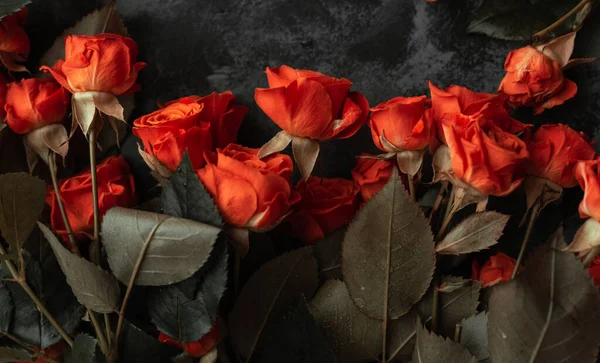 Top View Red Roses Isolated Black — Stock Photo, Image