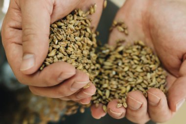 Bira fabrikası işçisi buğdayı eline aldı.