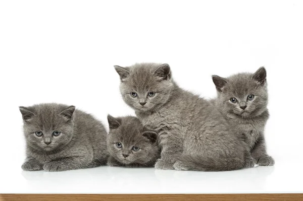 Little british short hair blue kittens — Stock Photo, Image