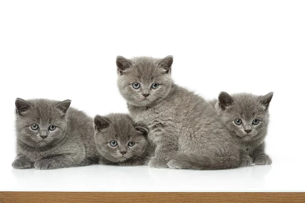 Små, britiske, korte, blå kattunger – stockfoto