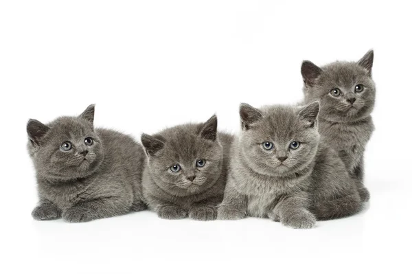 Little british short hair blue kittens — Stock Photo, Image