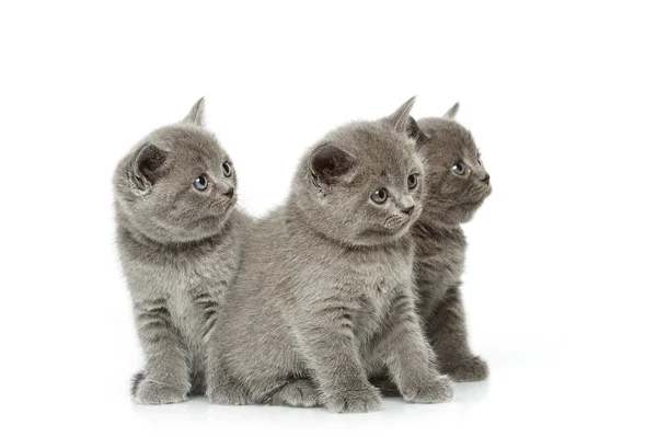 Little british short hair blue kittens — Stock Photo, Image