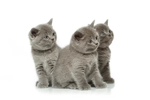 Little british short hair blue kittens — Stock Photo, Image