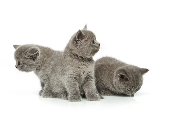 Little british short hair blue kittens — Stock Photo, Image