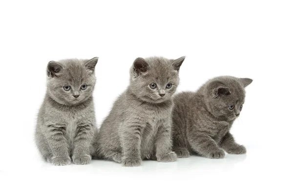 Piccoli gattini inglesi capelli corti blu — Foto Stock