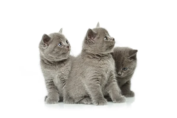 Little british short hair blue kittens — Stock Photo, Image