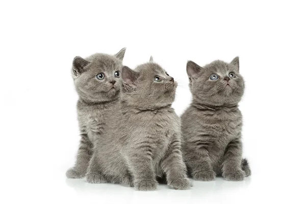 Little british short hair blue kittens — Stock Photo, Image