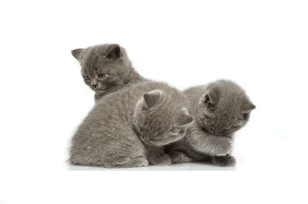 Little british short hair blue kittens — Stock Photo, Image