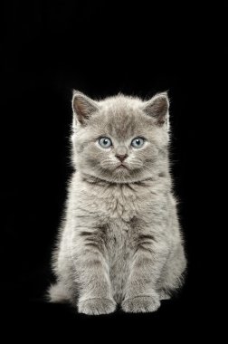 küçük İngiliz kısa saçlı mavi kedi yavrusu