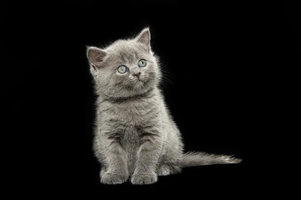 Little british short hair blue kittens — Stock Photo, Image