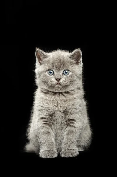 Little british short hair blue kittens — Stock Photo, Image