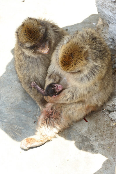 Baby macaque and his caring mother siting on a rock/Baby Macaque and his mummy/Gibraltar, Europ