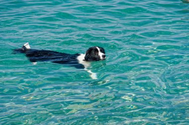 Bir köpek bir mavi sea.border collie yüzüyor