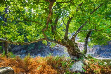 Kayalar moss ve sonbaharda bir eski kayın orman samothraki, Yunanistan