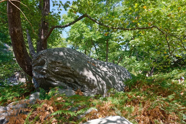 Rocas con musgo y otoño en un viejo bosque de hayas samothraki, griego —  Fotos de Stock