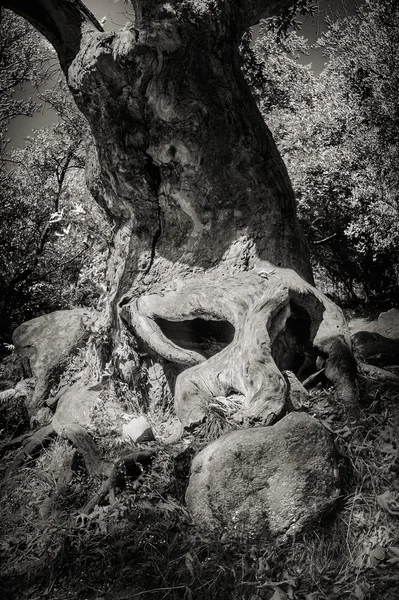 Rocas con musgo y otoño en un viejo bosque de hayas samothraki, griego — Foto de Stock