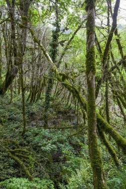Bahar Orman, Sochi, Rusya Federasyonu