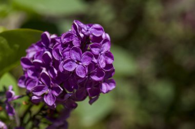 Bahar bitki örtüsü, Sochi, Rusya Federasyonu