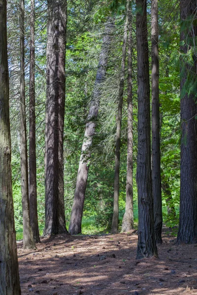 Spring forest, Sochi, Russia — Stock Photo, Image