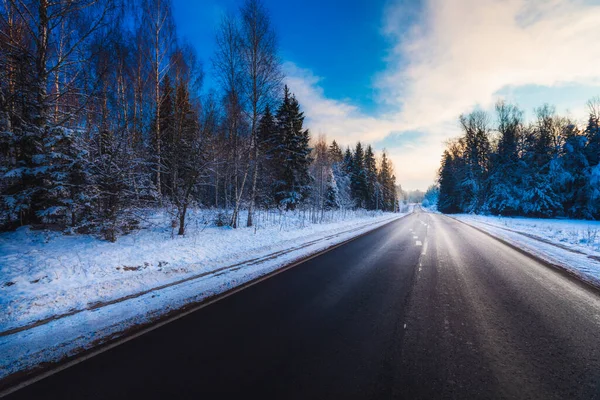 Winter Forest Park — Stock Photo, Image