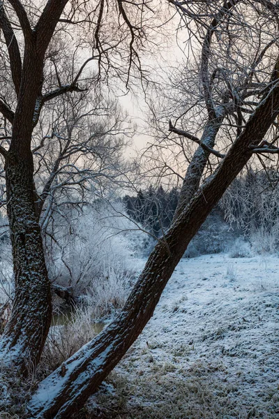 Forêt Hiver Dans Parc — Photo