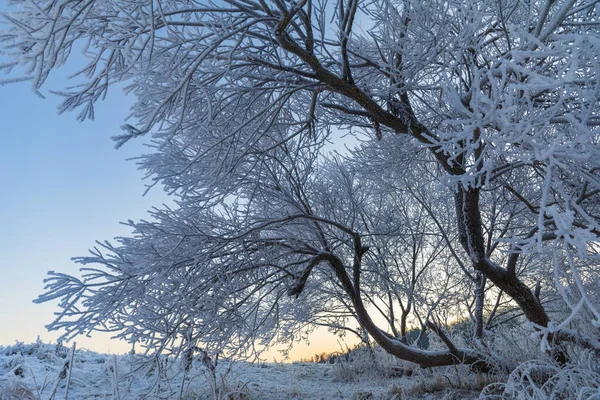 Forêt Hiver Dans Parc — Photo