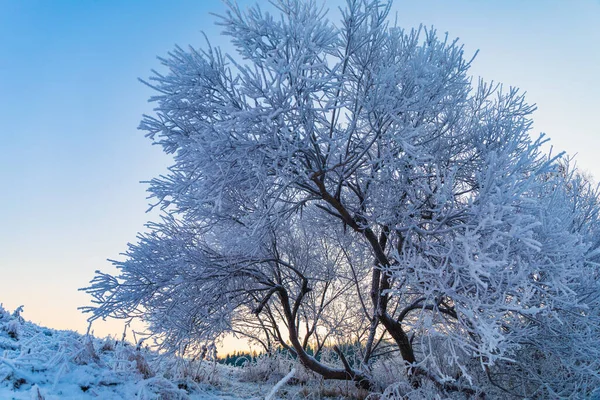 Zimowy Las Parku — Zdjęcie stockowe